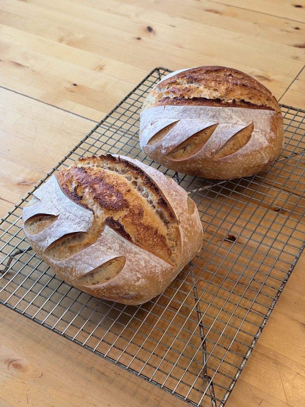 Two scored sourdough boules cooling on a wire rack on a wooden table